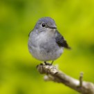 Little Pied Flycatcher